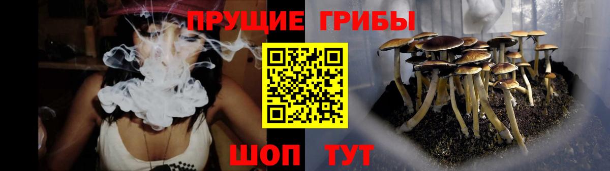 Галлюциногенные грибы Psilocybine cubensis Гулькевичи